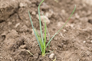 Rapsgris Eng rapgræs - Bayer Crop Science Danmark