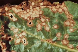 Rømer Raspberry Ramularia i roer - Bayer Crop Science Danmark