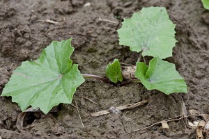 Følfod - Bayer Crop Science Danmark